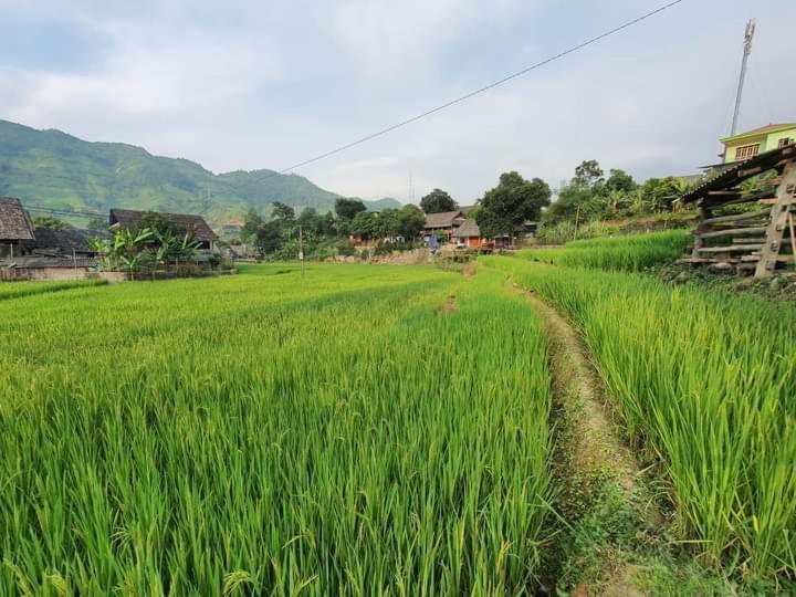 Organic Farm Homestay Сапа Екстериор снимка