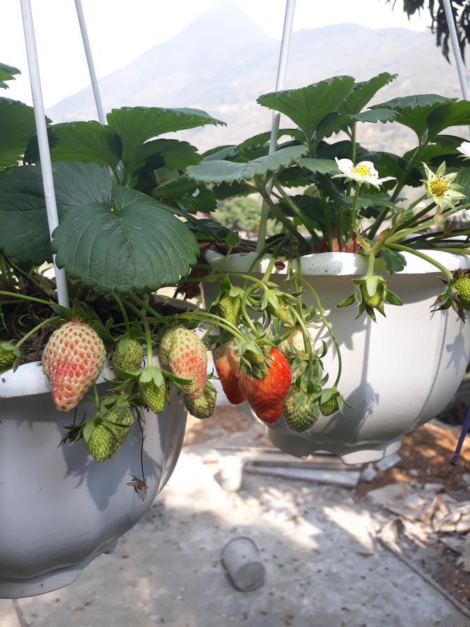 Organic Farm Homestay Сапа Екстериор снимка