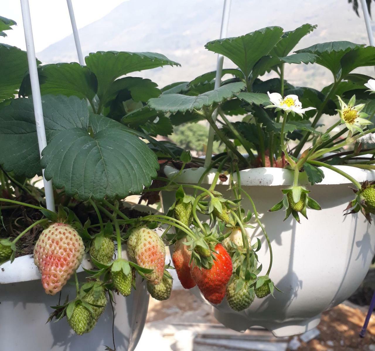 Organic Farm Homestay Сапа Екстериор снимка